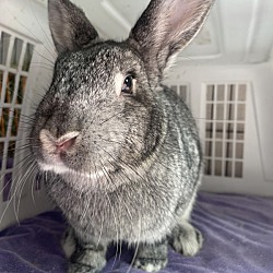 Thumbnail photo of Bunny Boop (bonded To Plum) #4