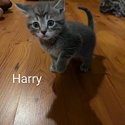 Photo of Harry