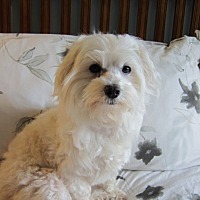 adopt-pet