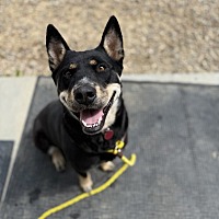 adopt a pet
