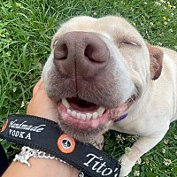 adopt a pet