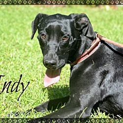 Thumbnail photo of Indy #2