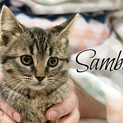 Thumbnail photo of Samba #3