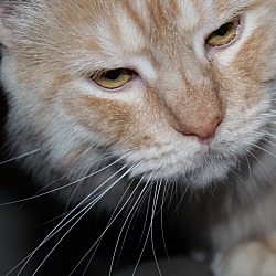 Thumbnail photo of Simba #3