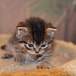 Thumbnail photo of Kittens #3