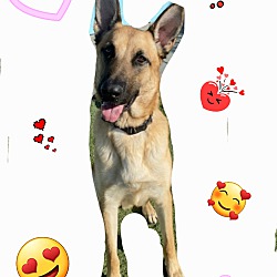 Photo of Tucker Pup!