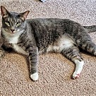Adopt A Pet :: Zeus - Locust Grove, GA