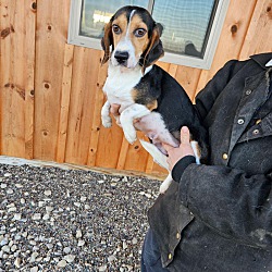 Thumbnail photo of Stella: petite beagle! #4