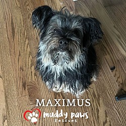 Photo of Maximus - No Longer Accepting Applications