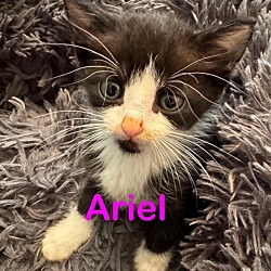 Photo of ARIEL Kitten (F)