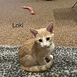 Thumbnail photo of Loki #1