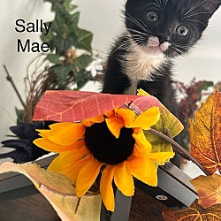 Thumbnail photo of Sally Mae #2