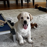 adopt a pet