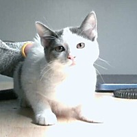 adopt a pet