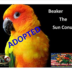 Thumbnail photo of Beaker the Sun Conure #1