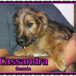 Thumbnail photo of Cassandra #2