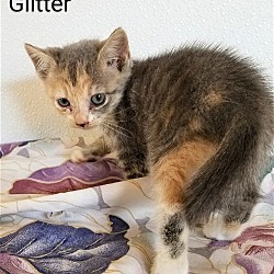 Thumbnail photo of Glitter(Barn Cat) #4