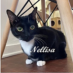Photo of Nellisa