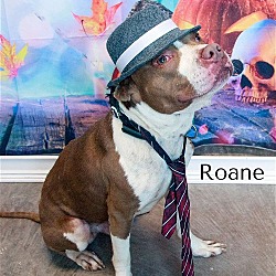 Thumbnail photo of Roane #2