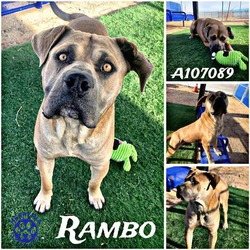 Photo of RAMBO (RESCUE ONLY)