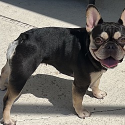 Photo of Joan of Arc a Frenchie