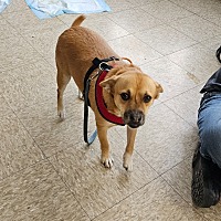 adopt a pet