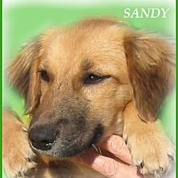 Thumbnail photo of Sandy-An Absolute Doll #4