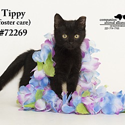 Thumbnail photo of Tippy (Foster Care) #1