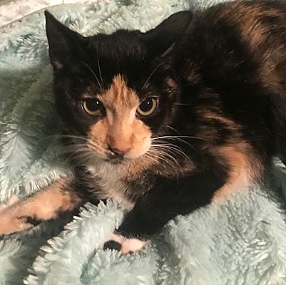 La Canada Flintridge Ca Domestic Shorthair Meet Eclipse A Pet