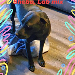 Thumbnail photo of Sheba #1