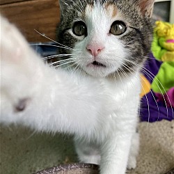 Thumbnail photo of Praline (Cute Calico Kitten) - $80 #3