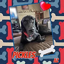 Photo of Pickles