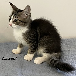 Thumbnail photo of Emerald #2