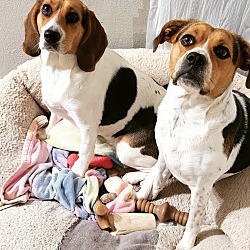 Photo of DAISY AND RUBY