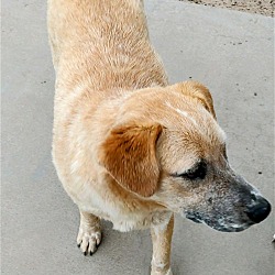 Thumbnail photo of TOBER & blind dog POPPY #2