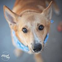 adopt a pet