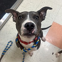 adopt a pet