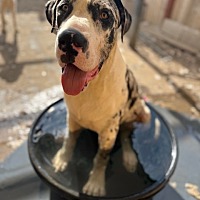 adopt a pet