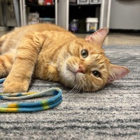 adopt-pet