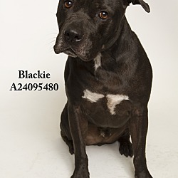 Photo of Blackie