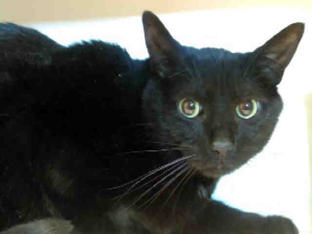 Adopt Vagheera A All Black Domestic Mediumhair Mixed Medium