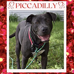 Thumbnail photo of PICCADILLY - Adoption Promo! #1