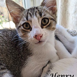 Thumbnail photo of Adopt Young HENRY #3