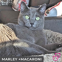 Photo of Marley (bonded with Maronne)