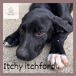 Photo of Itchy Itchiford