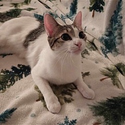 Thumbnail photo of MILEY - SWEET BEAUTIFUL YOUNG KITTY #3