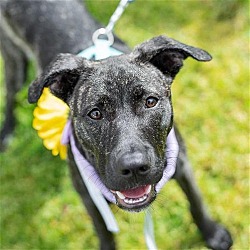 Thumbnail photo of Ferry - Adopted! #4