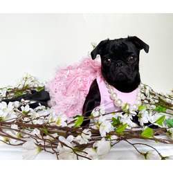 Photo of Pug Momma Moria Rose