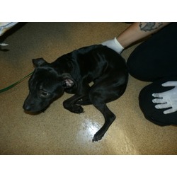 Thumbnail photo of Rosey-Rescue Only #2