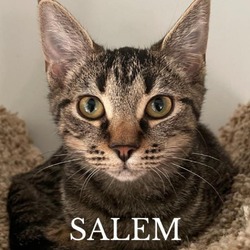 Thumbnail photo of Salem #1